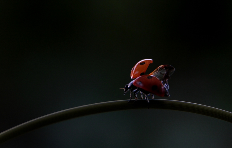 _MG_5159t red.jpg