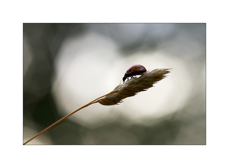 20110609 coccinelle_21.JPG