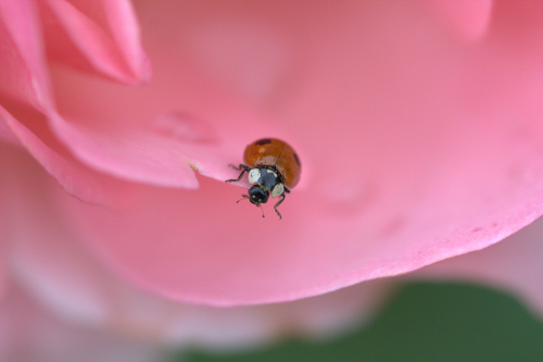 Coccinelle1.jpg