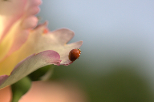 Coccinelle3.jpg