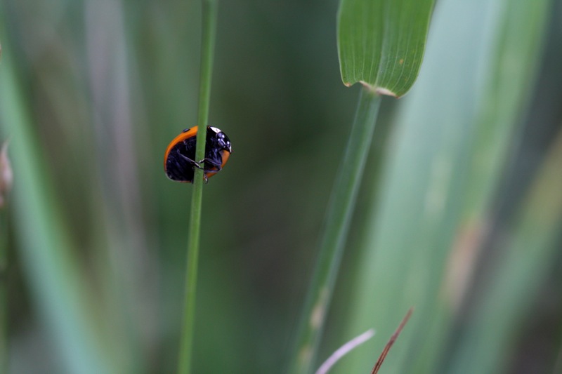 coccinelle4.jpg