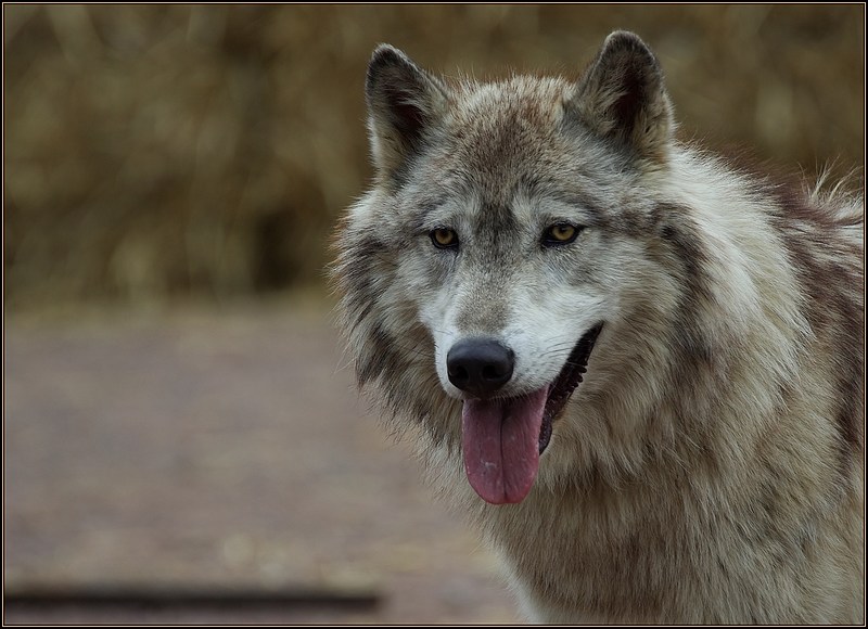 Le loup ...hou.jpg