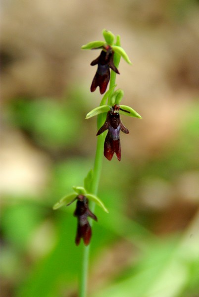 Ophris Mouche.jpg