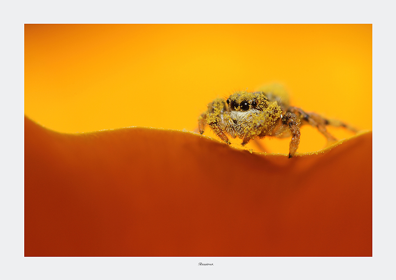 En evidence-yellow.sur la vague.Rassioner.800px..jpg