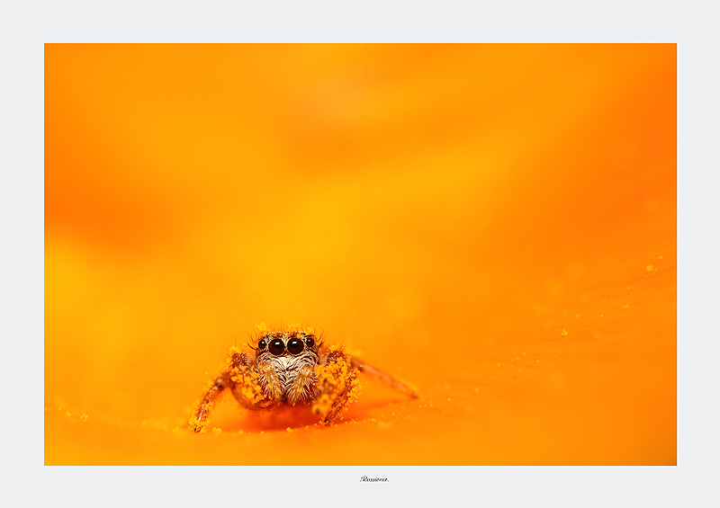 En evidence-yellow.Rassioner.800px..jpg