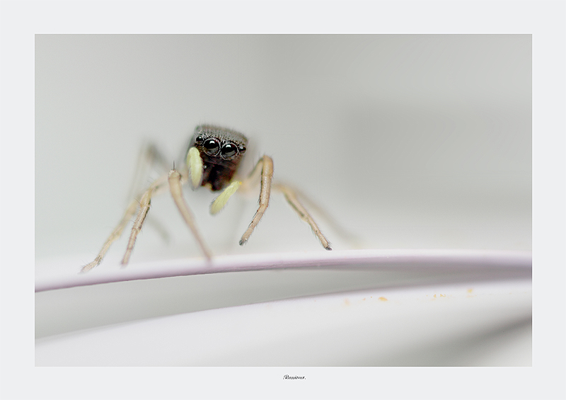 Flou articulé-bis.Rassioner.800px.jpg