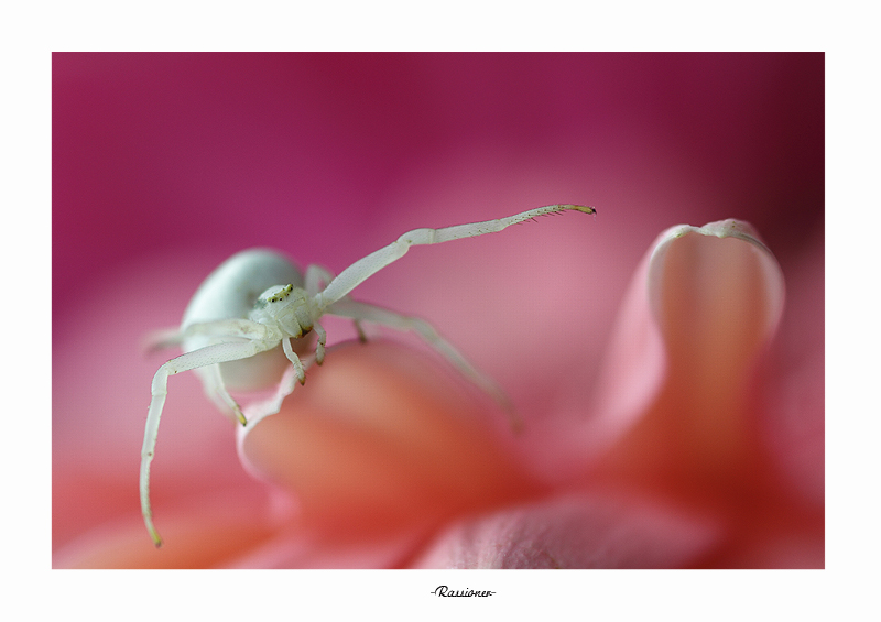 Lost inParadise .Rassioner.800px.jpg