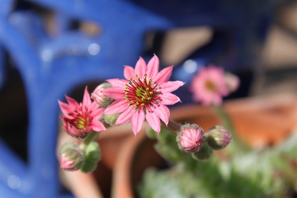 web-fleur-marié.jpg