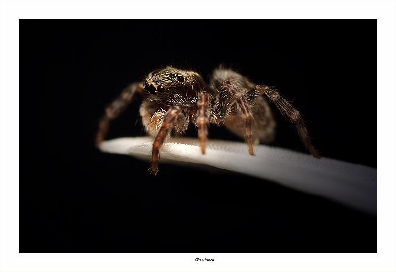 Carla Salticidae.Rassioner.800px.jpg