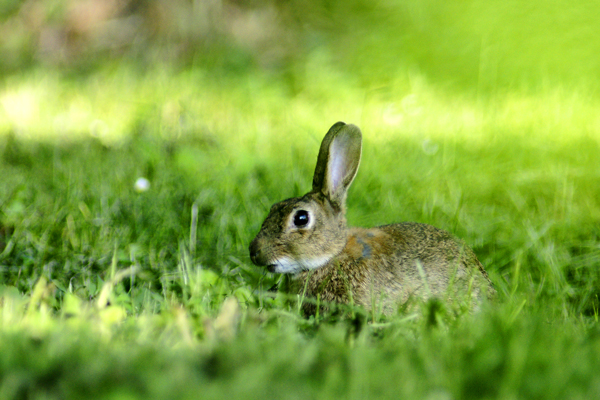 Lapin de garenne - Miribel - 093.jpg