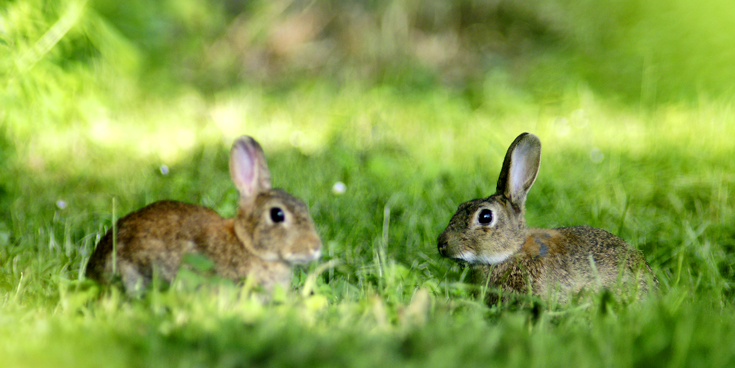 Lapin de garenne - Miribel - 094.jpg