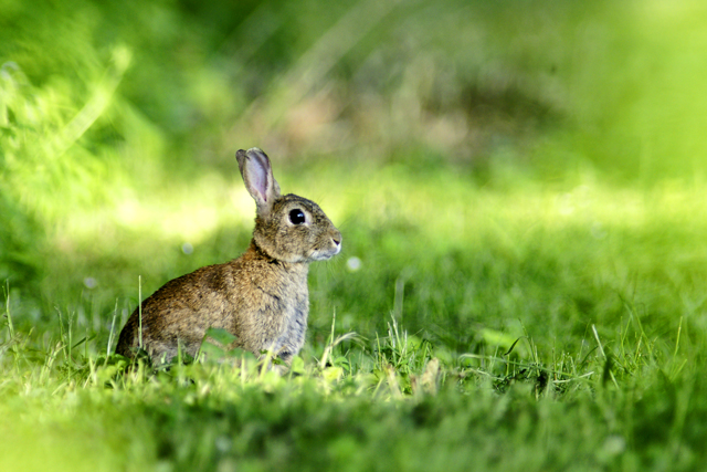 Lapin de garenne - Miribel - 095.jpg