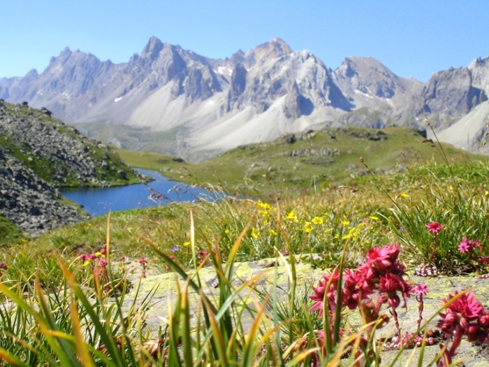 flore des Alpes.jpg