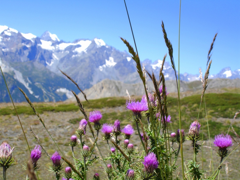 les Alpes en été.jpg