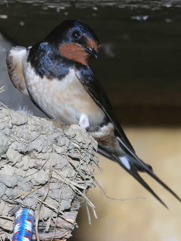 Hirondelle_rustique_20.jpg