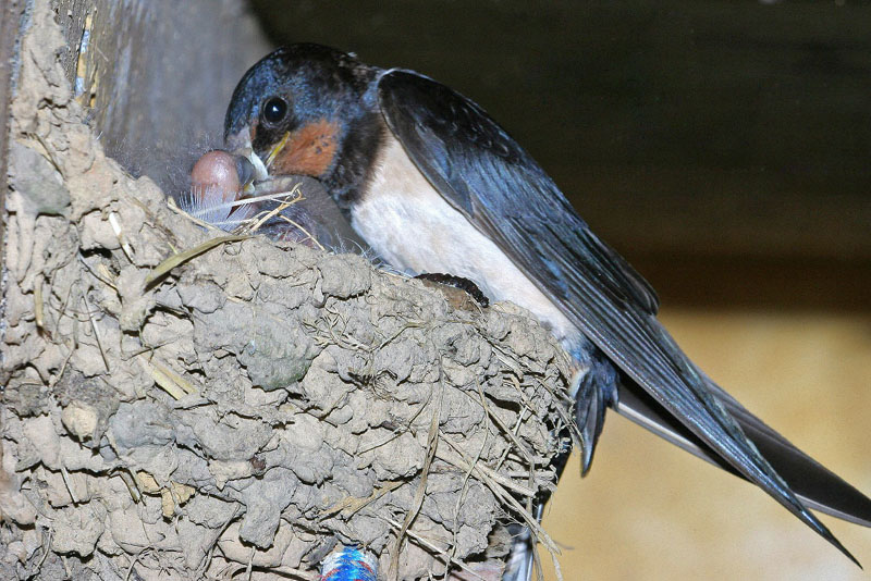Hirondelle_rustique_12.jpg