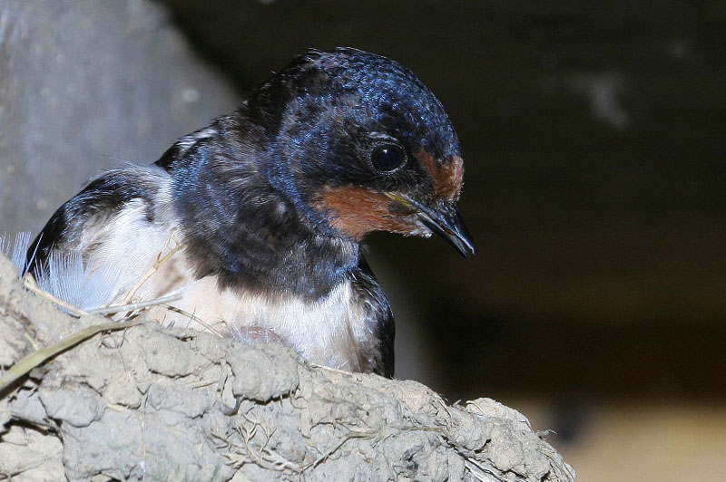 Hirondelle_rustique_8.2.jpg