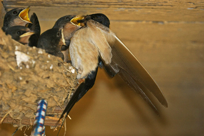 Hirondelle_rustique_56.jpg