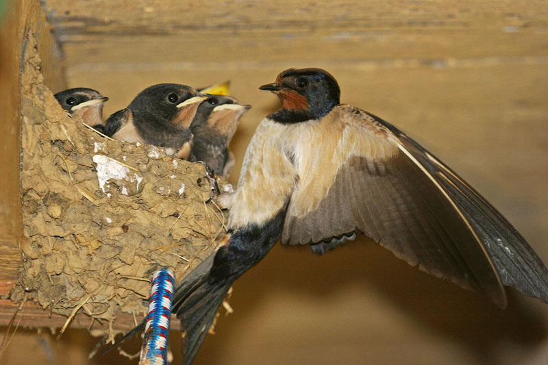 Hirondelle_rustique_53.jpg
