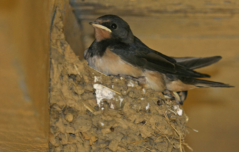 Hirondelle_rustique_jeunes__J_Rivière_12.jpg