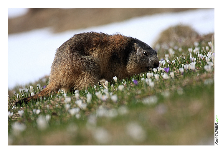 090502-Marmotte-485.jpg