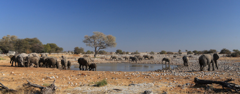 IMG_2889-Etosha-ElÃ©phants.jpg