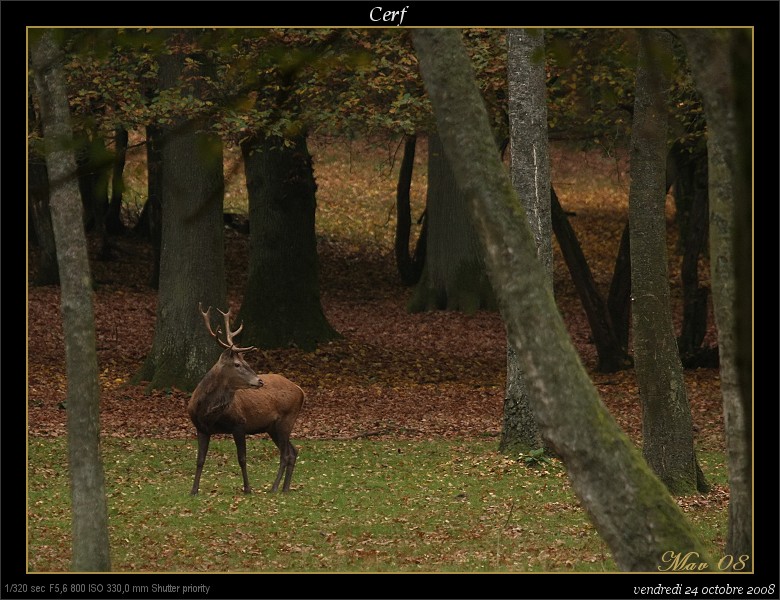 cIMG_4944-border.jpg