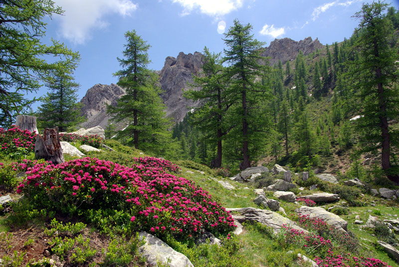 image nature 004.jpg