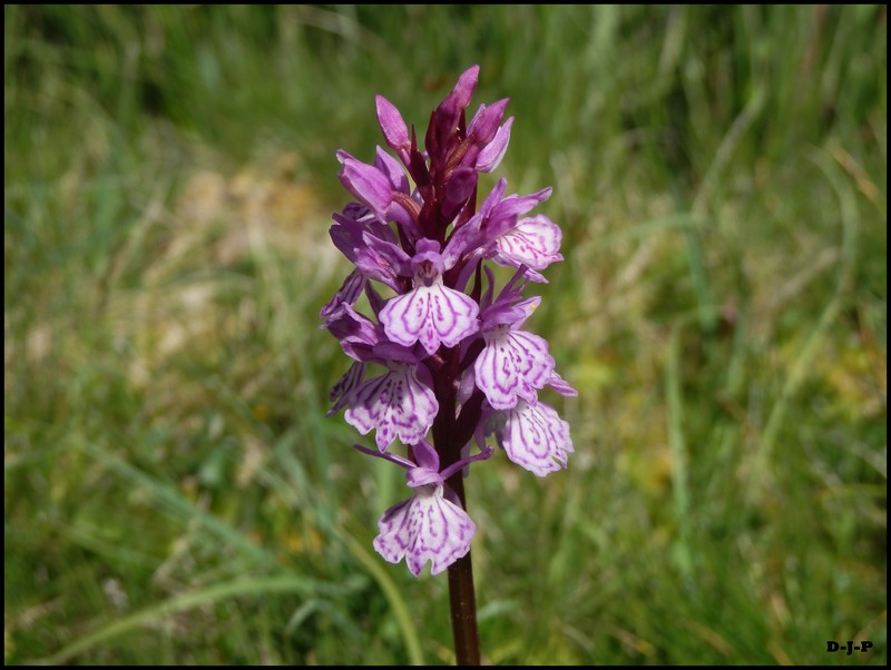 Orchis tacheté.JPG