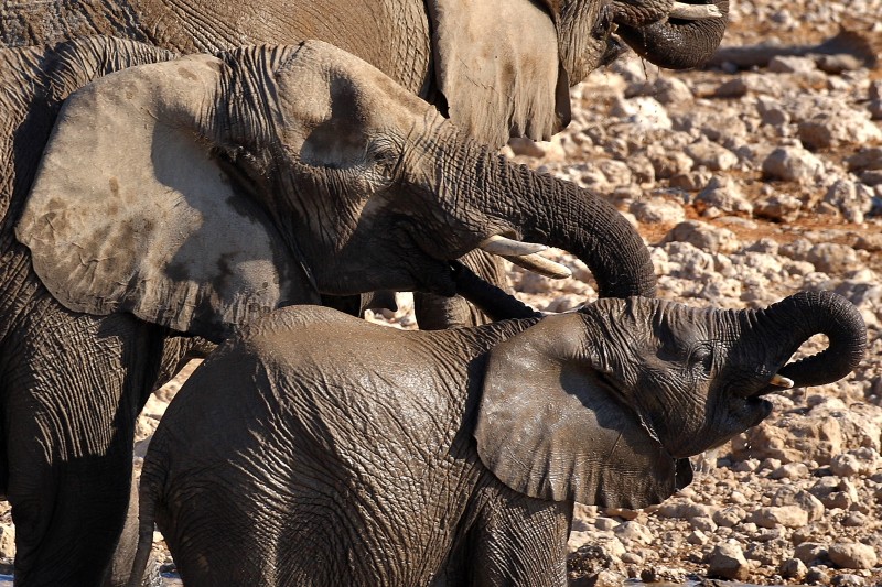 IMG_2605a Etosha ElÃ©phants.jpg
