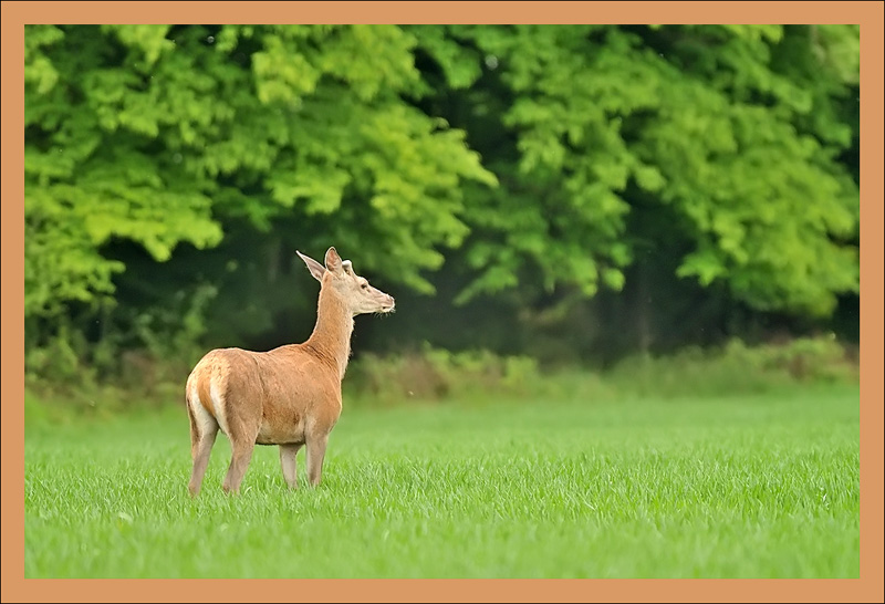 Cerf_800.jpg