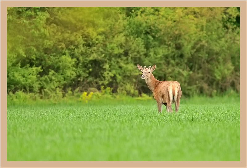 Cerf_2_800.jpg