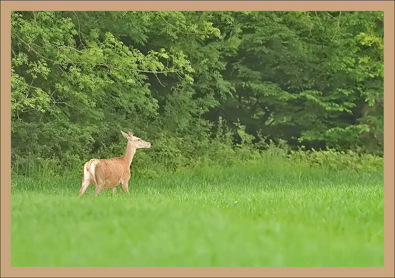 Biche_800.jpg