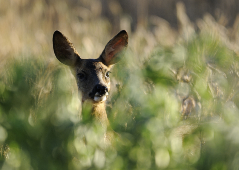 _DSC0889int.jpg