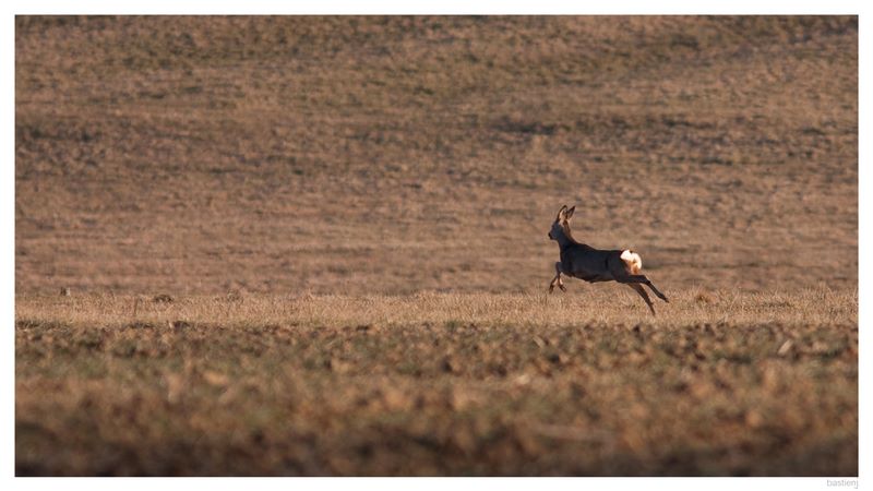 hsmars09009.jpg