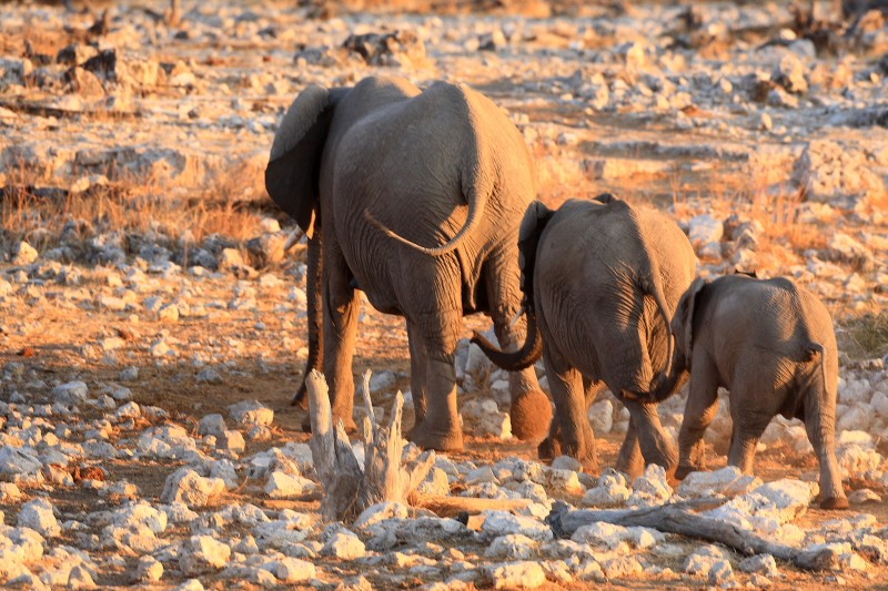 IMG_3008 Etosha ElÃ©phants.jpg