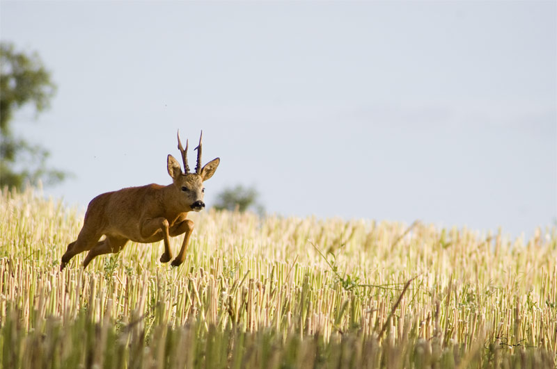 _DSC6353small.jpg