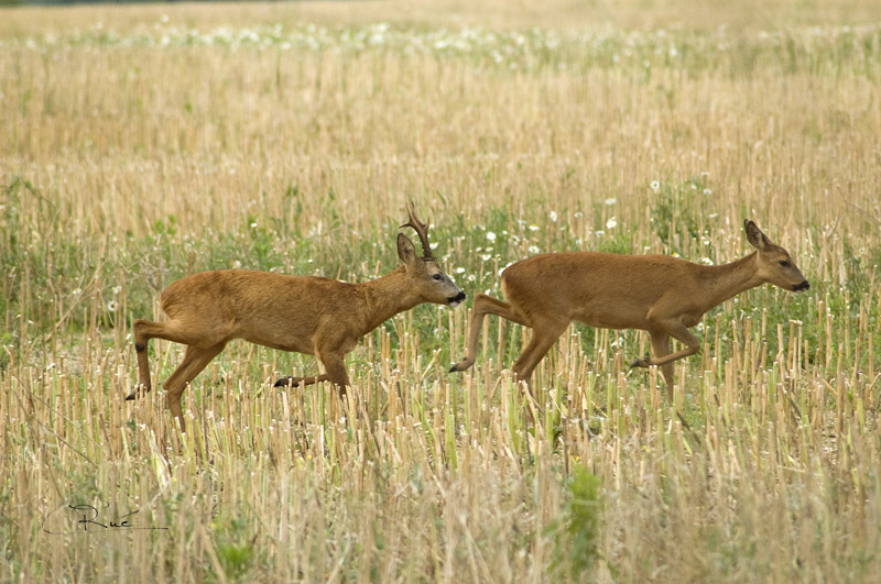DSC_6323small.jpg