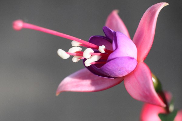Web fleur de fuschia.jpg