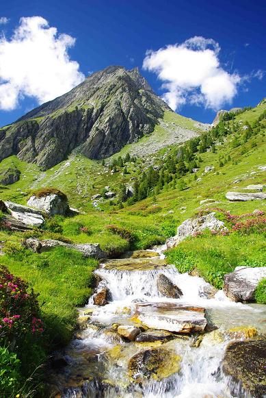 concour aiguille dorant.JPG