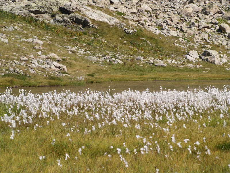Millefont Mercantour.JPG