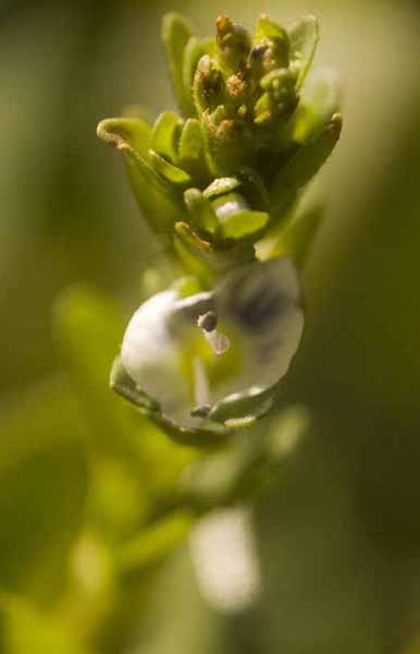 Fleurs1 800x600.jpg