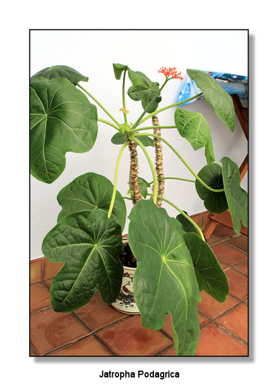 Jatropha Podagrica ter.jpg