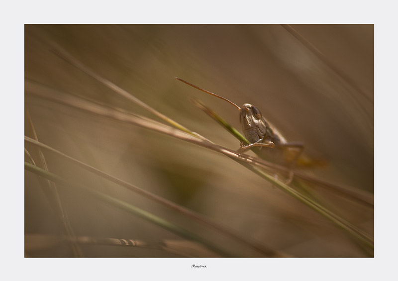 Jumper in the wood_0071.800px.Rassioner..jpg