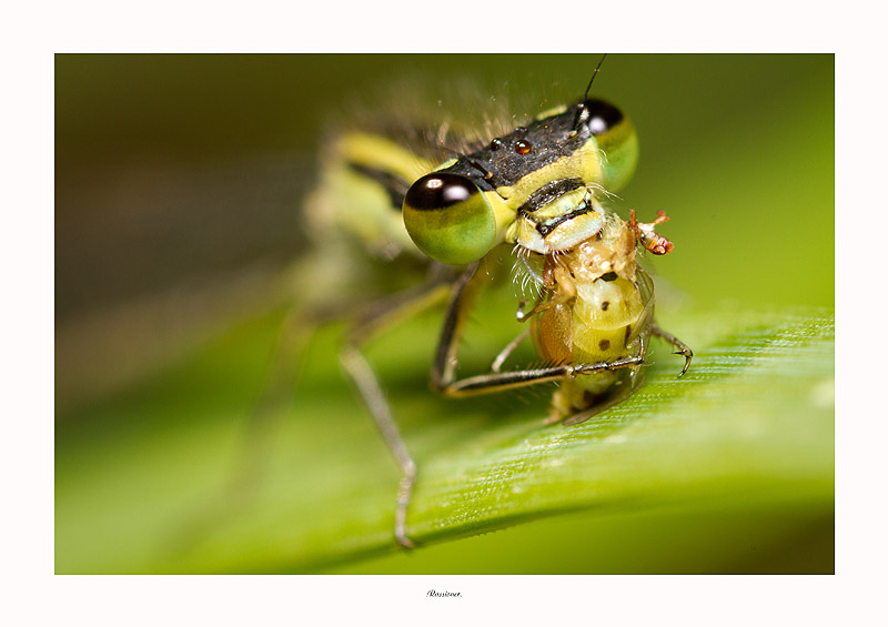 Le repas de la reine_7903.800px.Rassioner..jpg