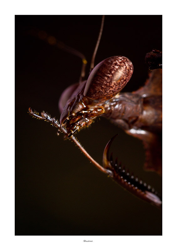 Suggestive_9338.800px.Rassioner..jpg