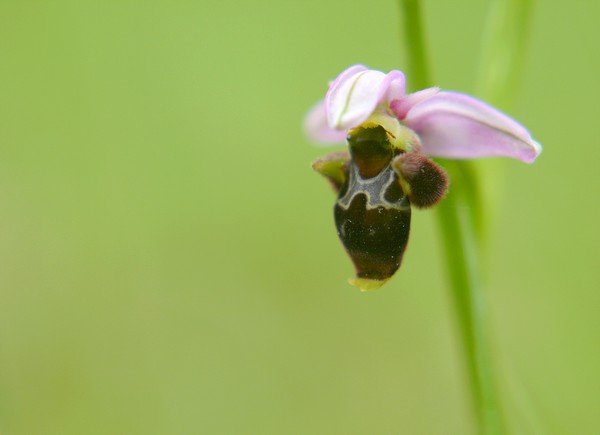 ophrys bÃ©casse 1.JPG