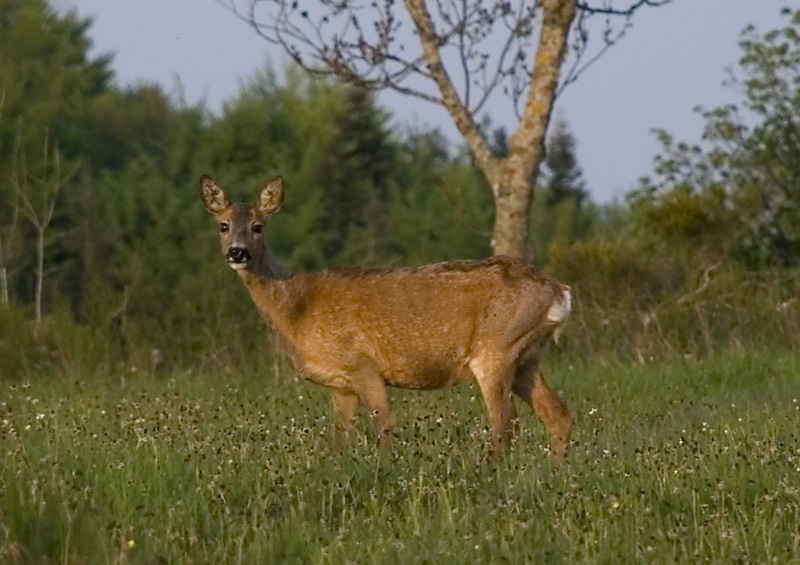 DSC_018.jpg