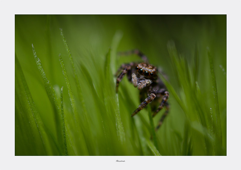 Grass Hooper_8615.800px.Rassioner.jpg