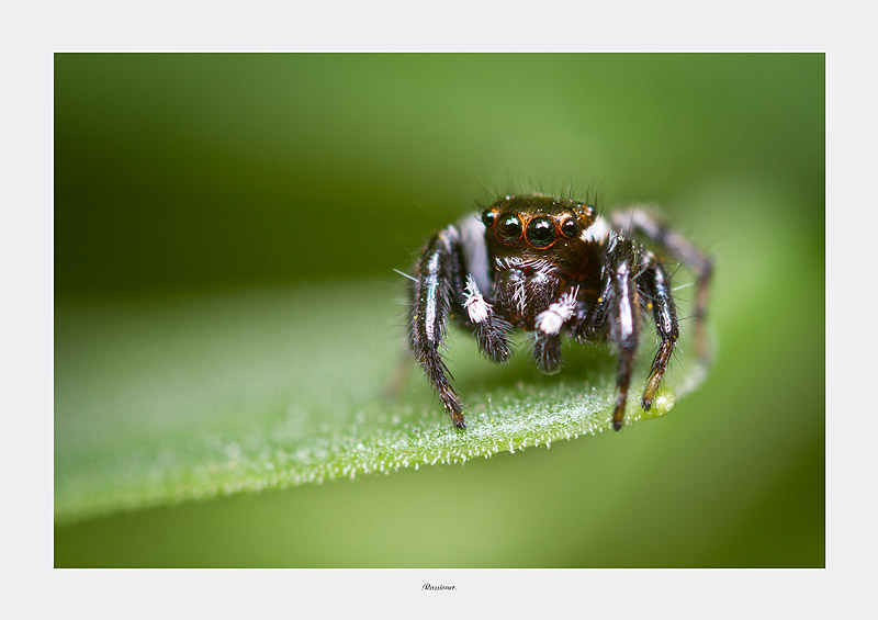 'amélie_5561.800px.Rassioner..jpg